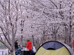 -高东镇樱花园