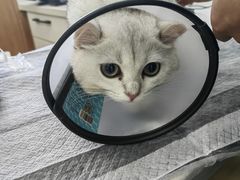 -瑞派雷欧宠物医院·24h夜诊·心脏骨科牙科·全科重症转诊中心(无影山店)