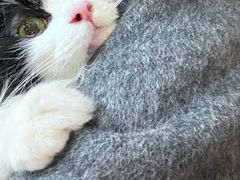 -瑞派名望志远动物医院·猫科·內科·异宠专科(直港大道店)