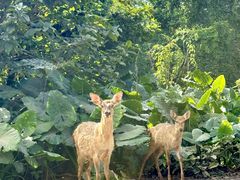 -海南热带野生动植物园