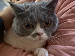 -滚猫咖啡·猫咖·猫友好撸猫(未来城店)