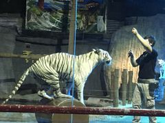 -清迈夜间动物园