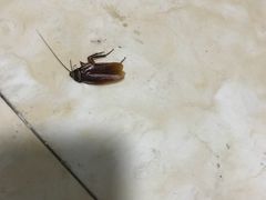 -华威达牛庄(黄埔大道西店)