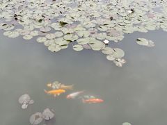-微山湖红荷湿地景区