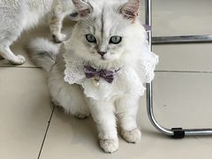 -怪兽屋·羊驼·猫咖·狗咖(俊华广场店)