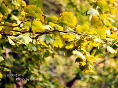 iphone_upload_pic-八大关景区