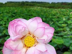 -荷塘月色湿地公园·向阳花洲