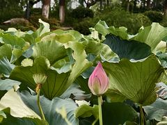 -金银湖国家城市湿地公园