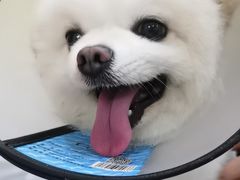 -谐和贝康宠物医院24小时·宠保定点(急重症转诊中心)