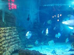 -烟台海昌鲸鲨海洋公园