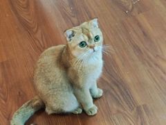 -楼上猫咖(罗湖店)