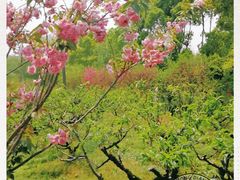 -南汇桃花村