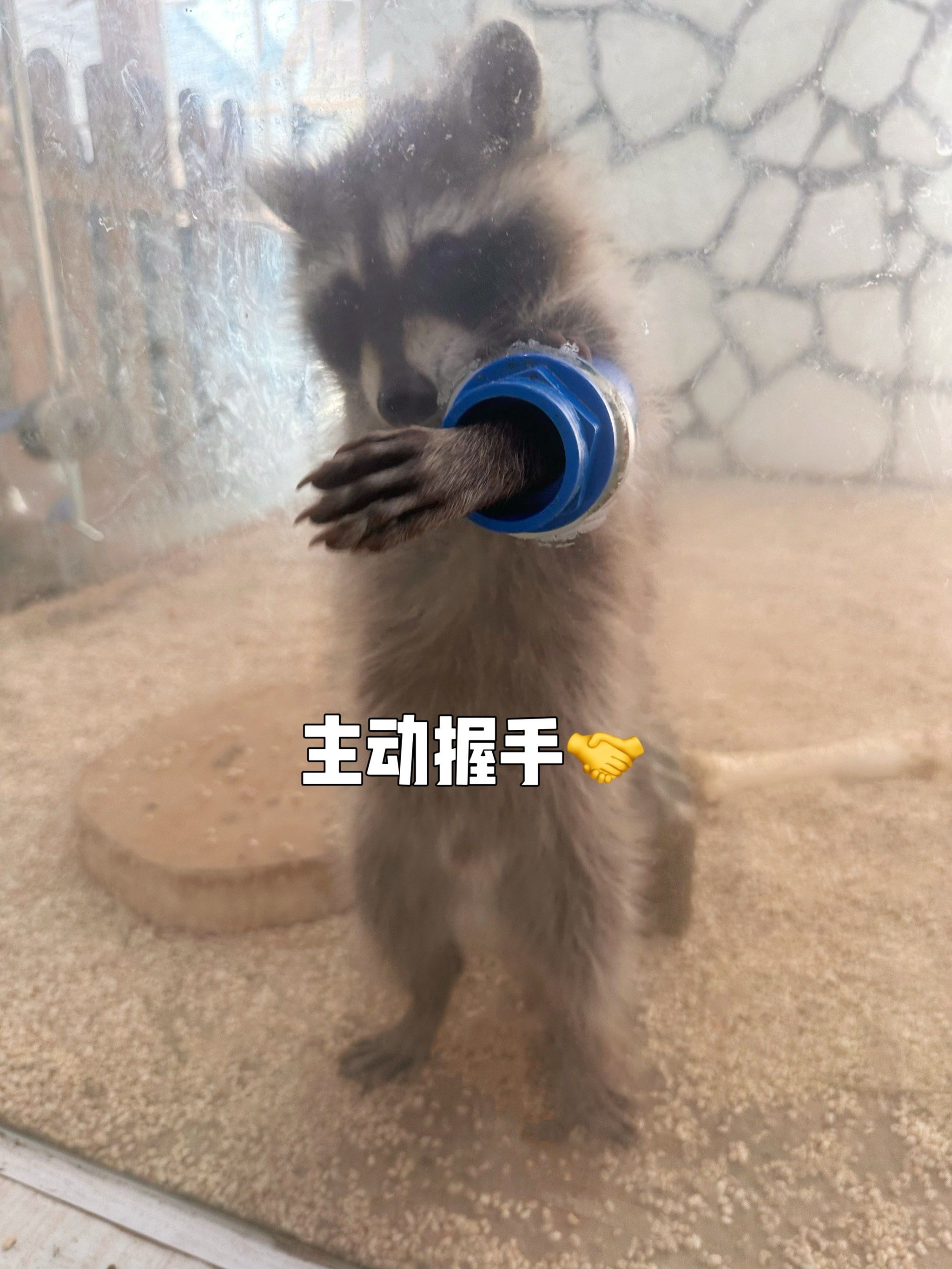 见到方便面小浣熊了 看到相柳的家