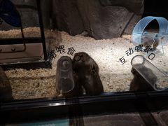 -zoonana室内动物园(东方福来德店)