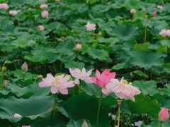 -荷塘月色湿地公园·向阳花洲