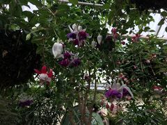 -斐兹洛伊花园