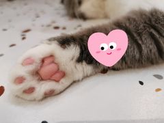 -滚猫咖啡·猫咖·猫友好撸猫(未来城店)