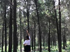 -原山国家森林公园