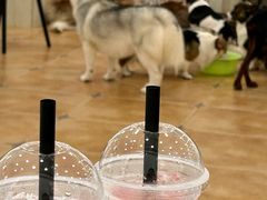 -Let's go狗咖·猫咖·奶狗·桌游(春熙路IFS店)