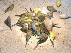 -上海大自然野生昆虫馆(东方明珠·爬宠昆虫探索中心)