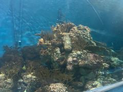 -上海海洋水族馆