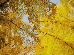 -三里屯东五街银杏大道