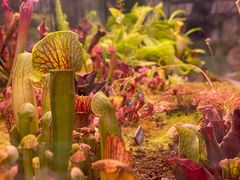 -中国科学院西双版纳热带植物园