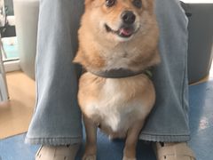 -天使宠物医院·犬猫分诊(彩虹店)