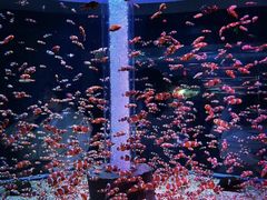 -海合安成都极地海洋公园