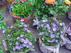 -循礼门鲜花花市(武汉循礼门店)