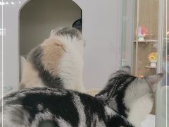 -COLOR PETS 撸猫馆·购猫·猫咖(长风大悦城店)