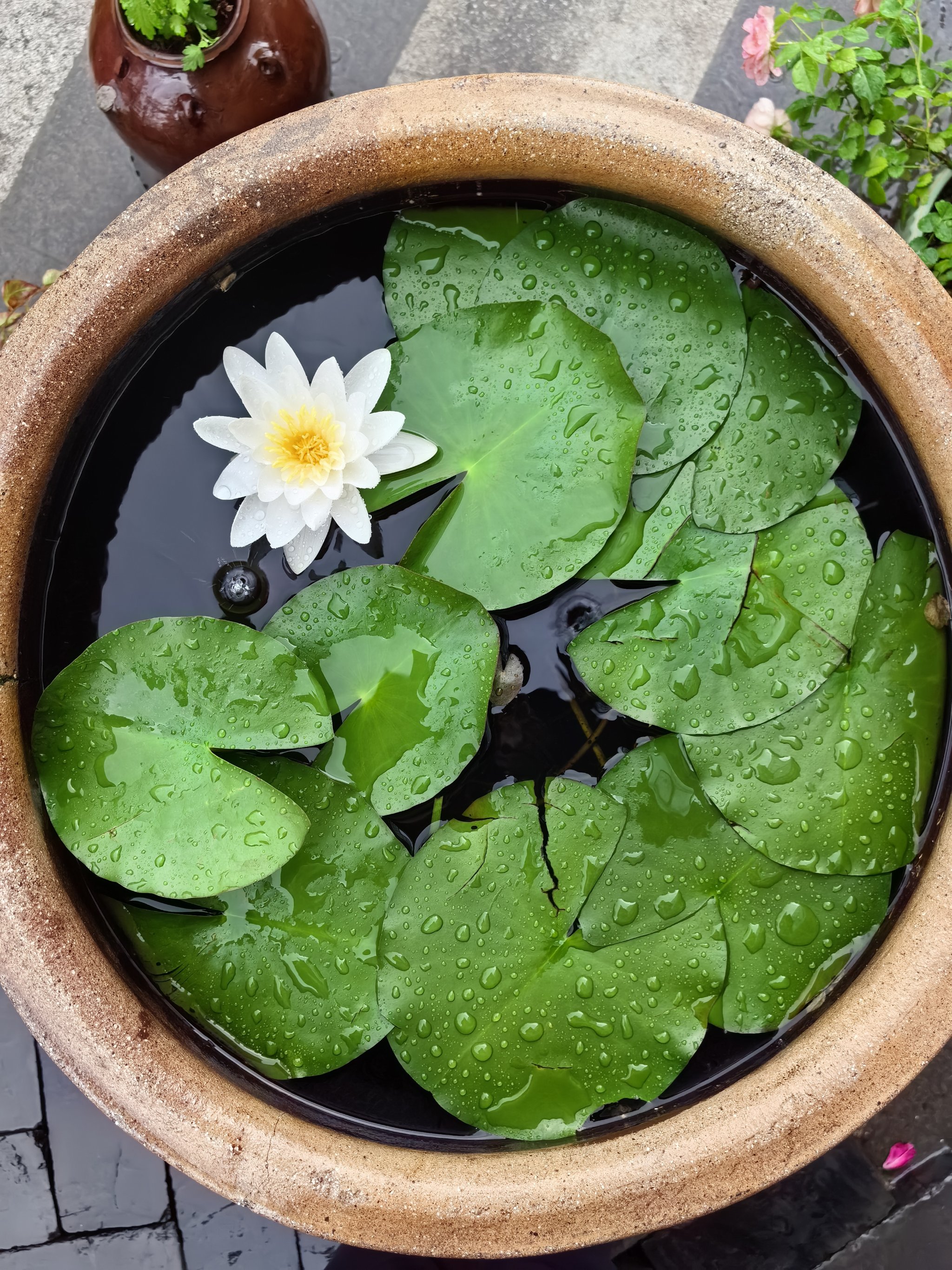 雨天品茶图片图片