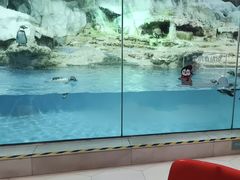 -帝企鹅自助餐厅•儿童岛•真企鹅(长隆企鹅酒店)