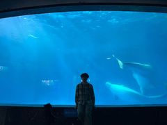 -海合安成都极地海洋公园