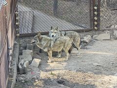 -沈阳森林动物园