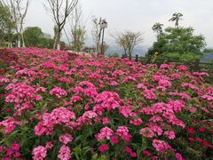 -铁山坪森林公园