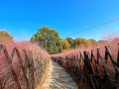 -羊亭河湿地公园