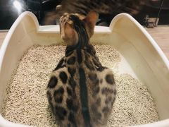 -BABIT巴比特宠物(MOMOPARK店)