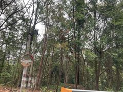 -江西阳明山国家森林公园