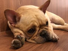 -柯斗斗主题餐厅·狗咖·围炉煮茶·茶饮(国瑞升平里店)