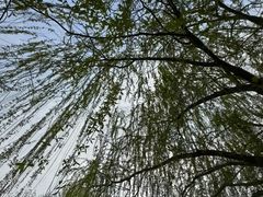 -海棠花溪(元大都城垣遗址公园)