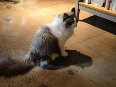 -咖法森林·咖啡  酒吧(天河店)