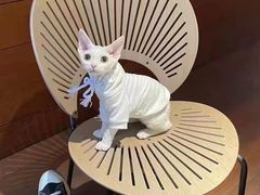 -十年猫舍·猫咪专门店(普陀店)