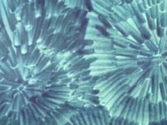 -蝴蝶里·粤菜·点心(龙湖杭州金沙天街店)