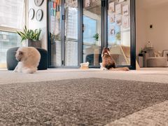 -米宠家·撸猫猫咖小萌宠·猫咪洗澡·猫咪寄养(高新大都荟店)