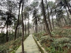 -铁山坪森林公园