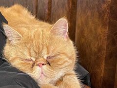 -猫小院猫主题餐厅(三里屯店)