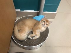 -lincat·猫舍(广州店)