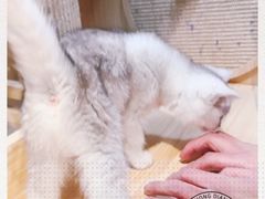 -PETKIT 小佩宠物·低压洗护·美容·寄养(安远店)