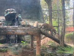 -清迈夜间动物园